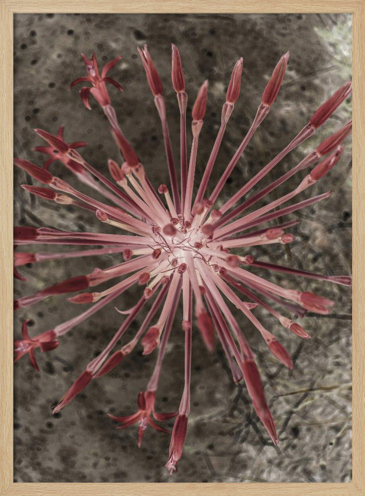 Stralende Bloei | Poster