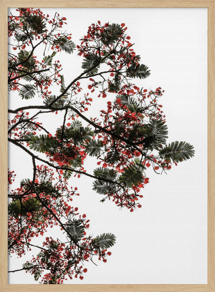 Bloesemluifel | Poster