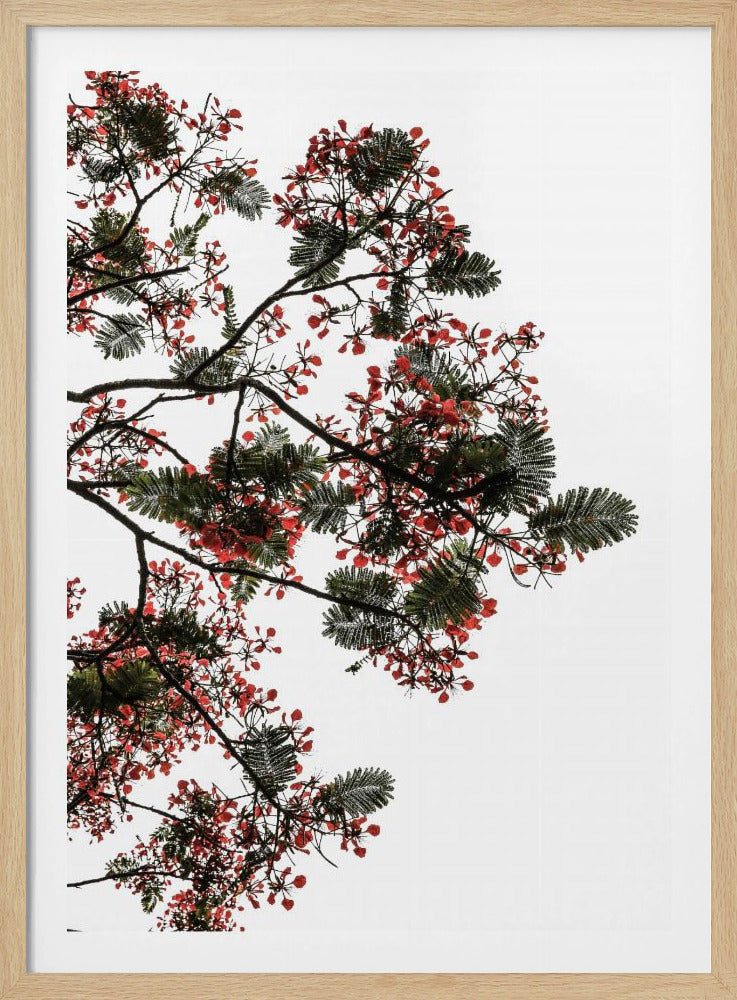 Bloesemluifel | Poster