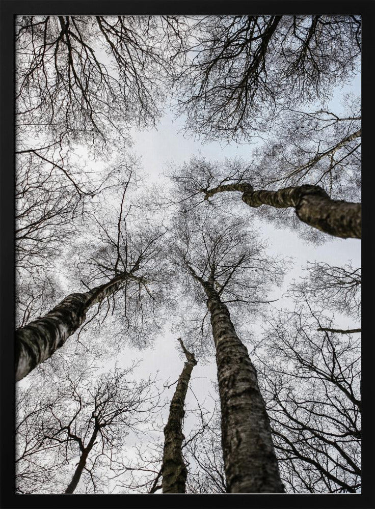 Winter's Embrace | Poster