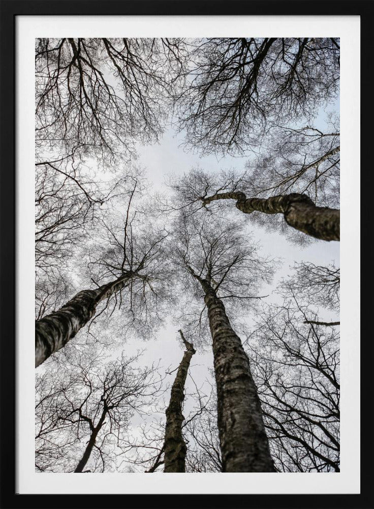 Winter's Embrace | Poster