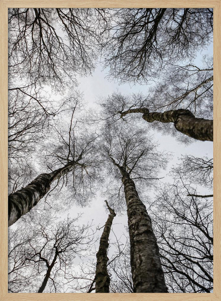 Winter's Embrace | Poster