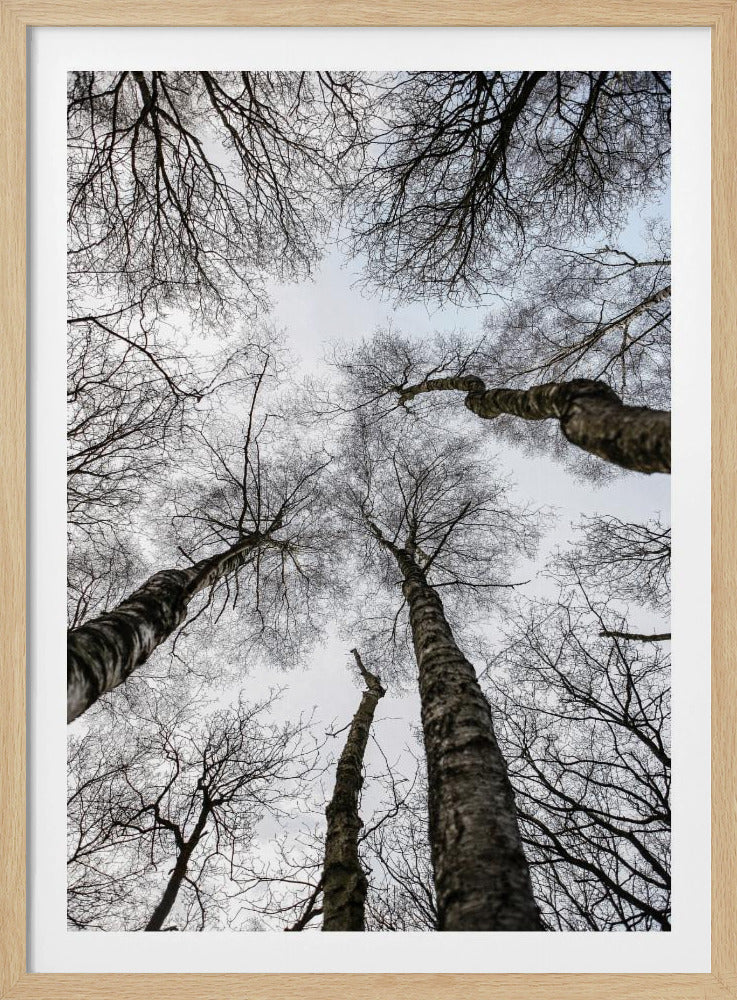 Winter's Embrace | Poster