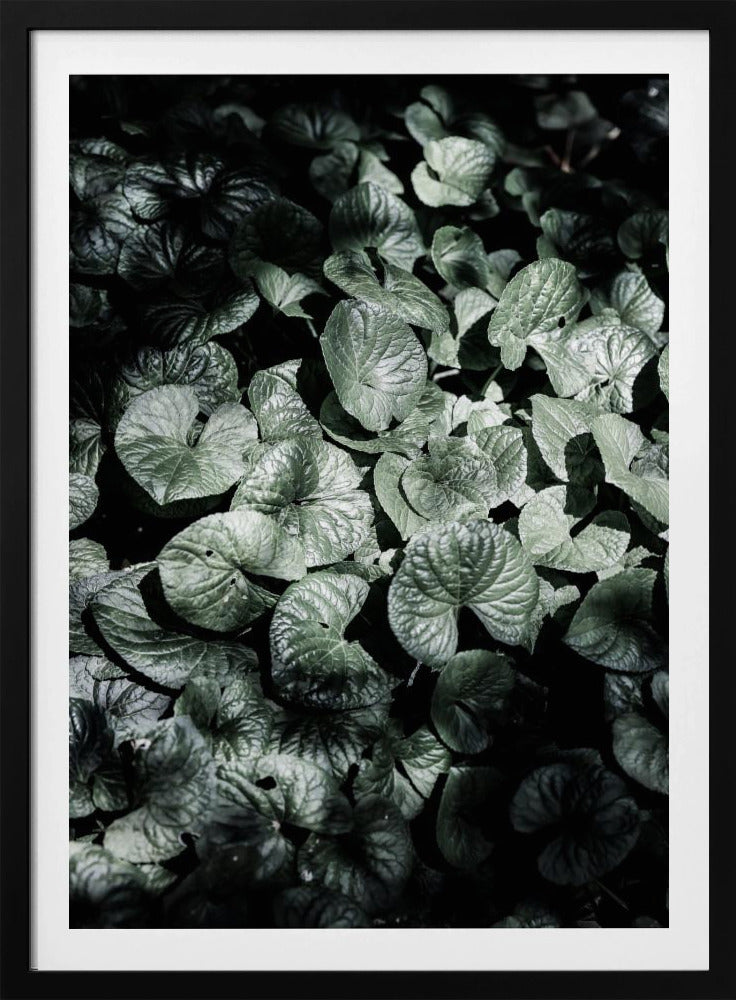 Bladschaduwen | Poster