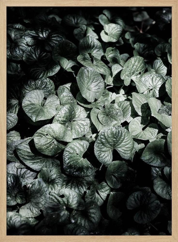 Bladschaduwen | Poster