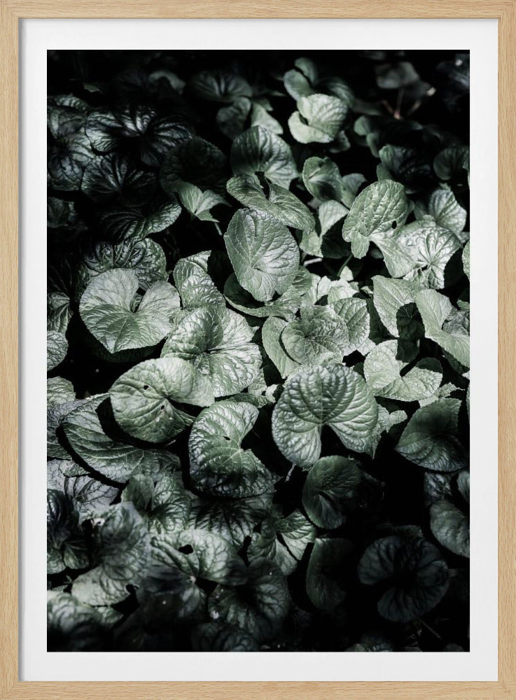 Bladschaduwen | Poster