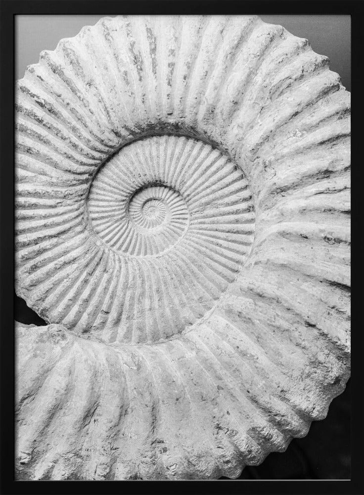 Ancient Spiral Dreams | Poster