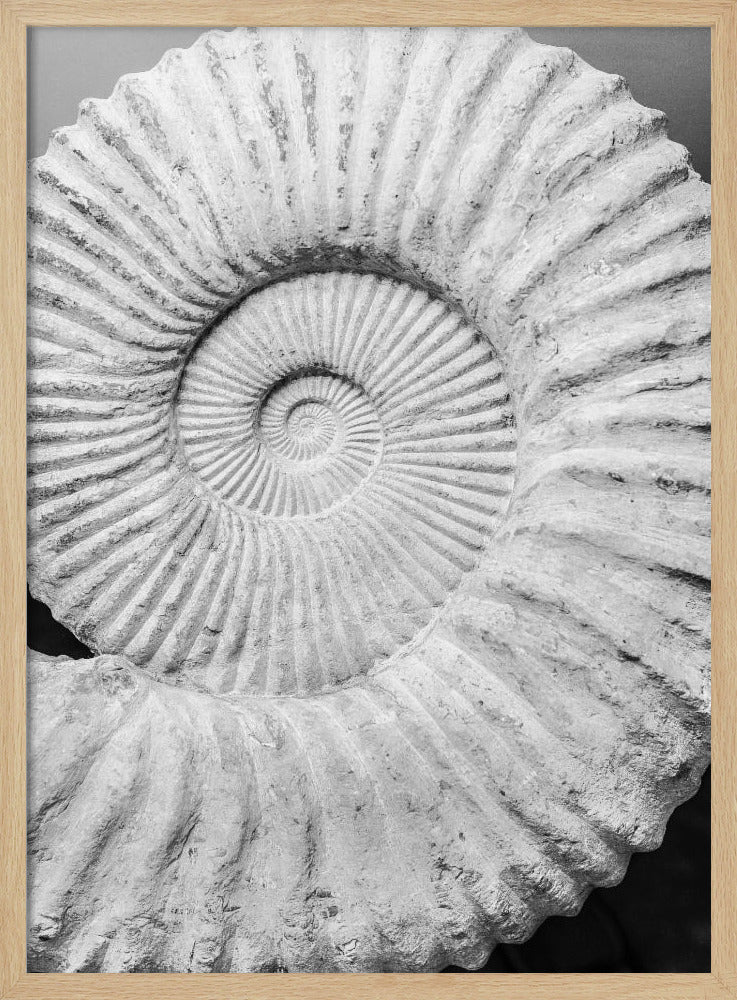 Ancient Spiral Dreams | Poster