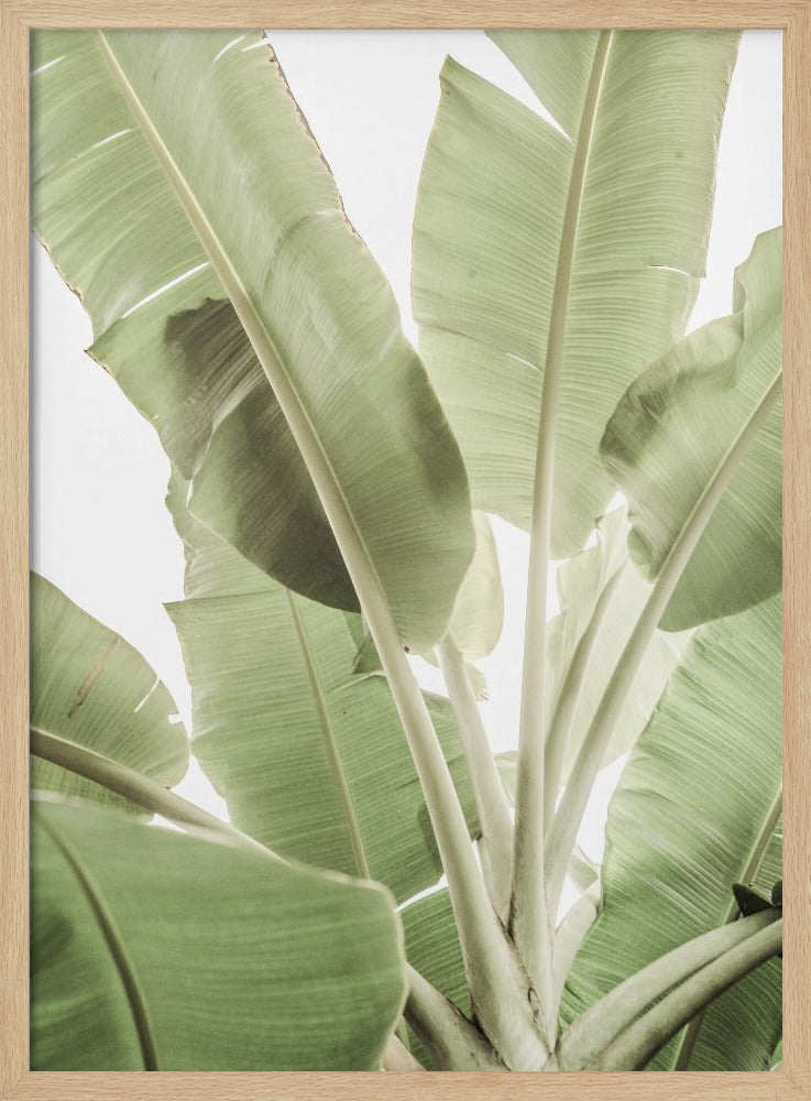 Groen bladlandschap | Poster