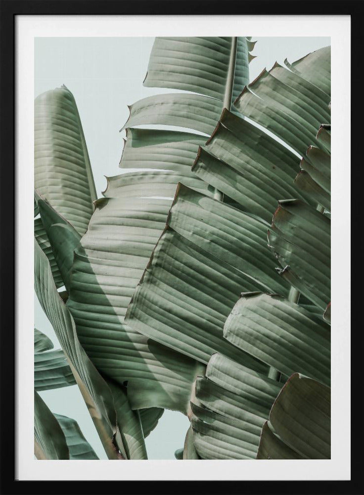 Harmonie van bananenbladeren | Poster