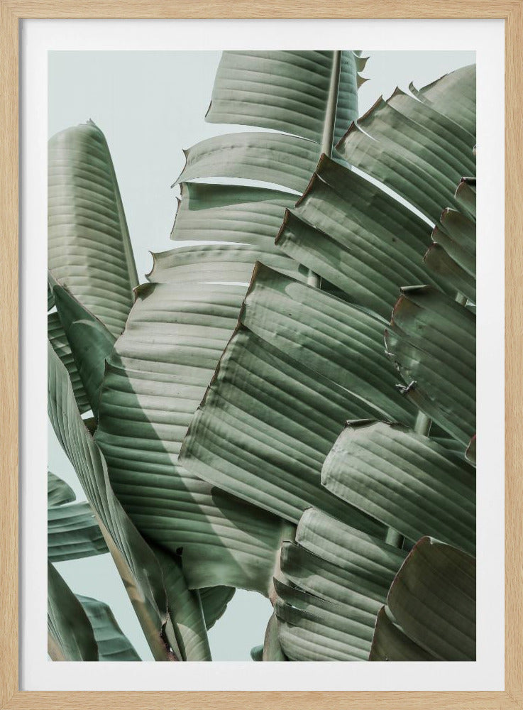 Harmonie van bananenbladeren | Poster