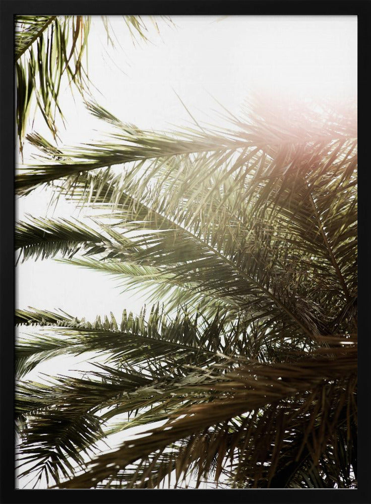 Zonovergoten Palm Glow | Poster