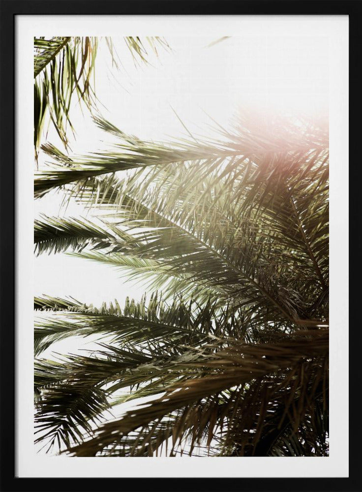 Zonovergoten Palm Glow | Poster