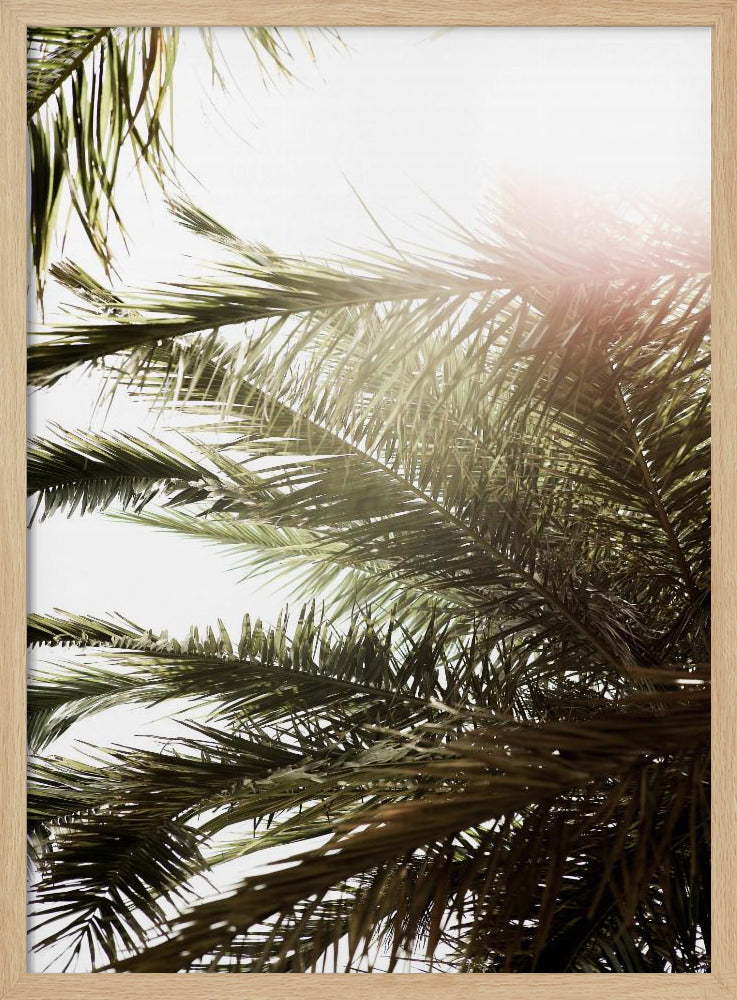 Zonovergoten Palm Glow | Poster