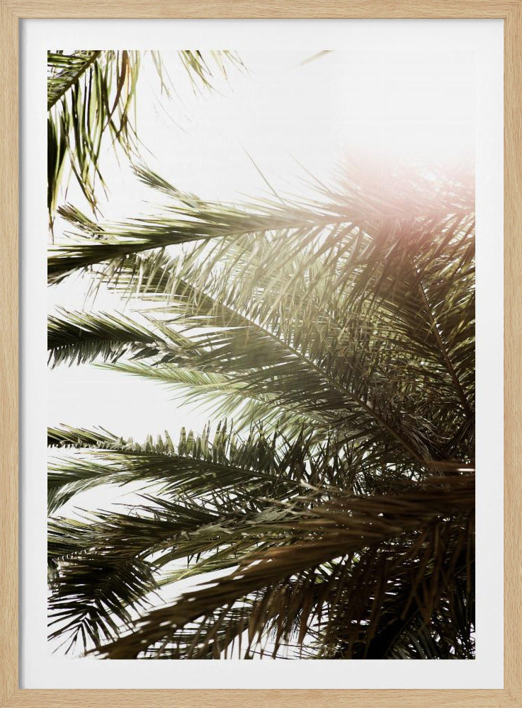Zonovergoten Palm Glow | Poster