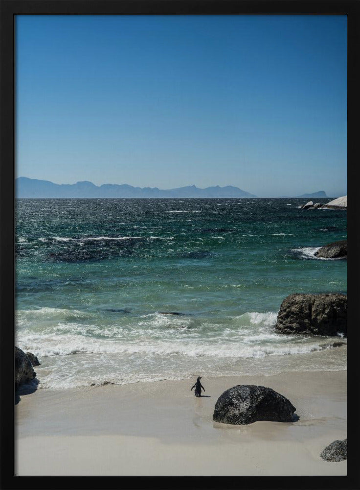 Pinguïnstrandwandeling | Poster