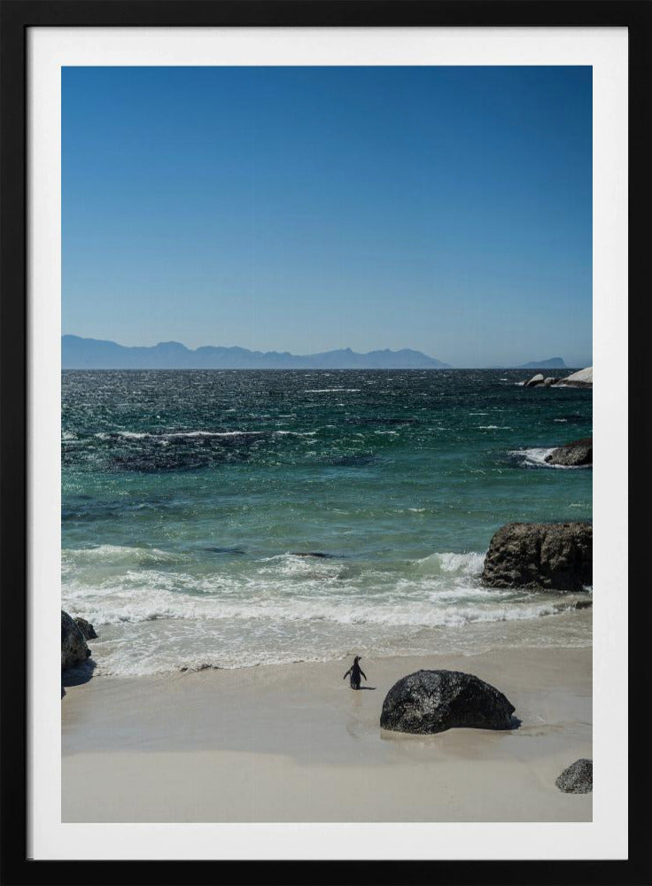 Pinguïnstrandwandeling | Poster