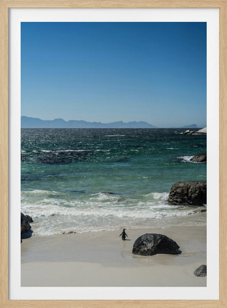 Pinguïnstrandwandeling | Poster