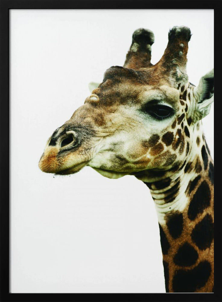 Giraffe's Graceful Gaze | Poster