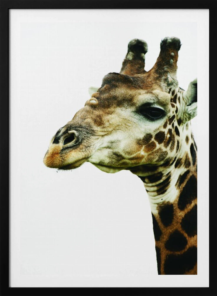 Giraffe's Graceful Gaze | Poster