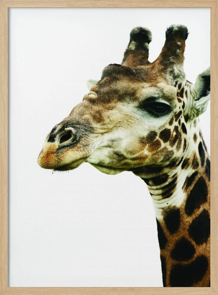 Giraffe's Graceful Gaze | Poster