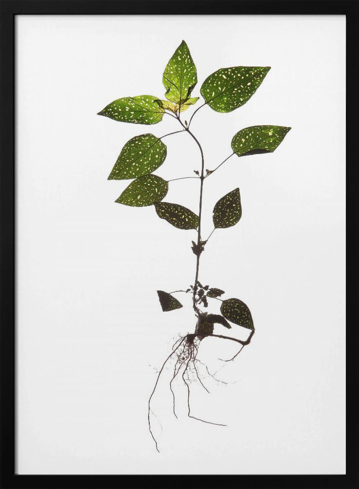 Delicate Decay | Poster