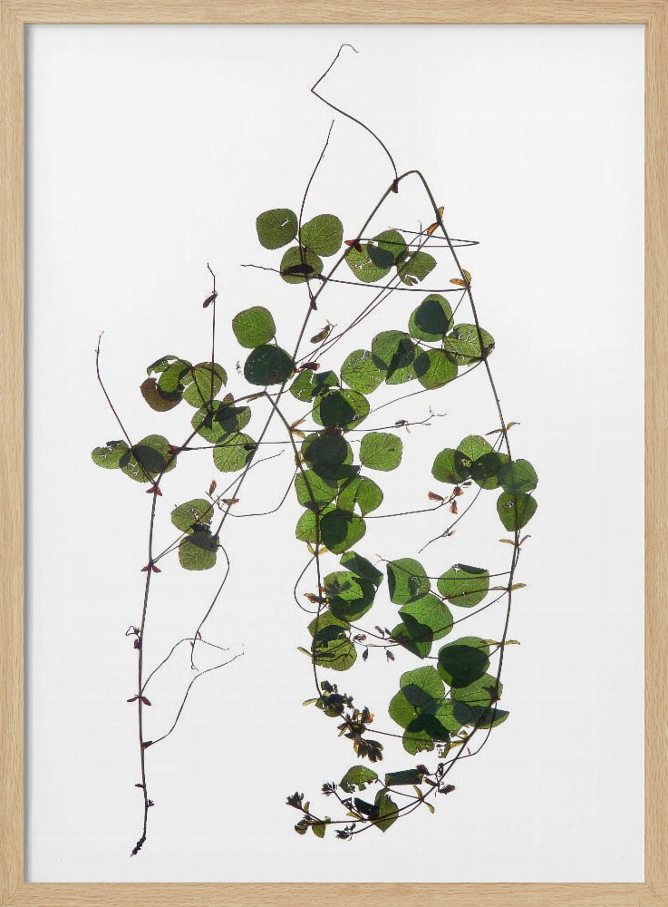 Vine's Dans | Poster