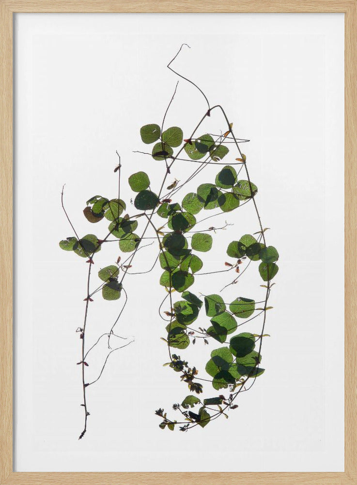 Vine's Dans | Poster
