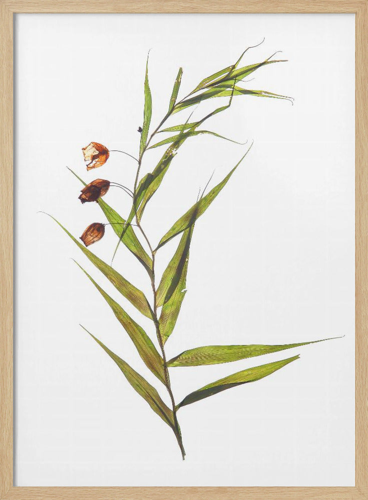 Fluisterende bladeren | Poster