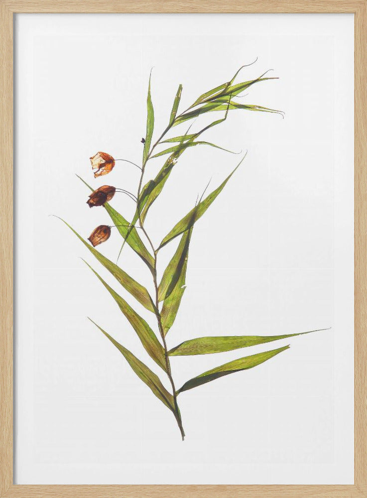 Fluisterende bladeren | Poster