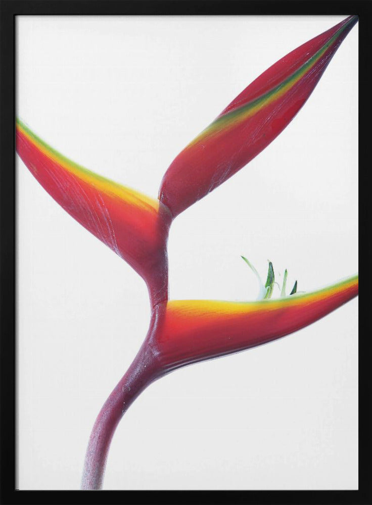 Tropische elegantie | Poster