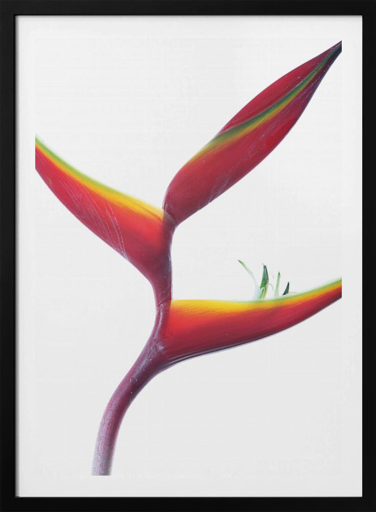Tropische elegantie | Poster