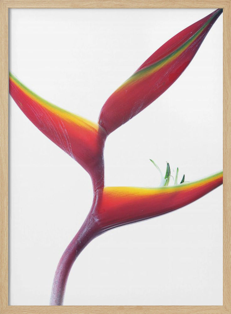 Tropische elegantie | Poster