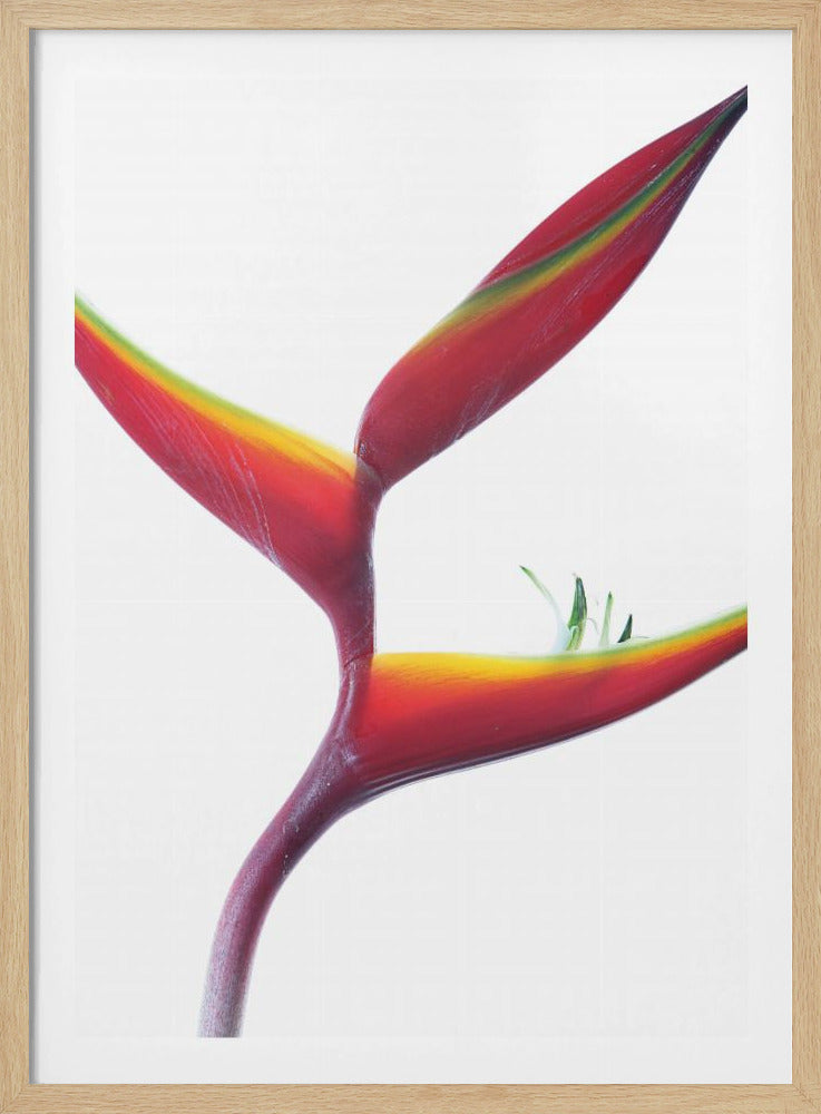 Tropische elegantie | Poster