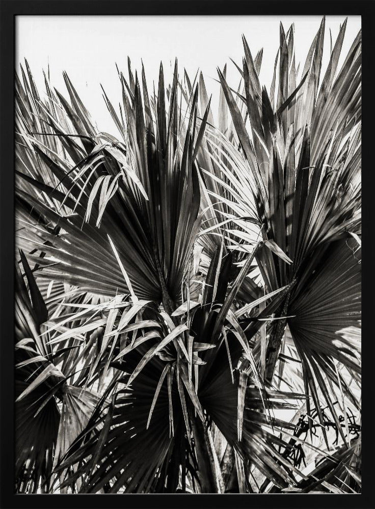 Spiky Serenity | Poster