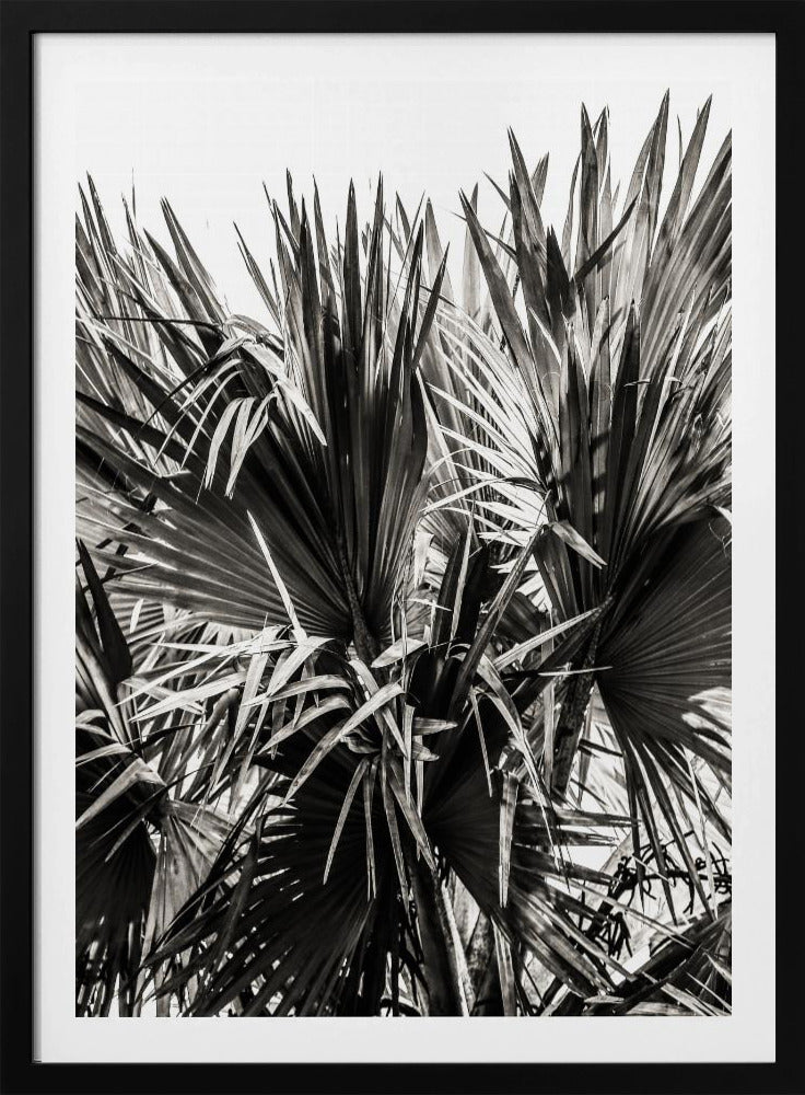 Spiky Serenity | Poster