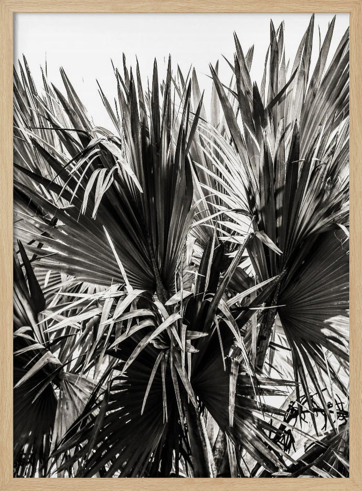 Spiky Serenity | Poster