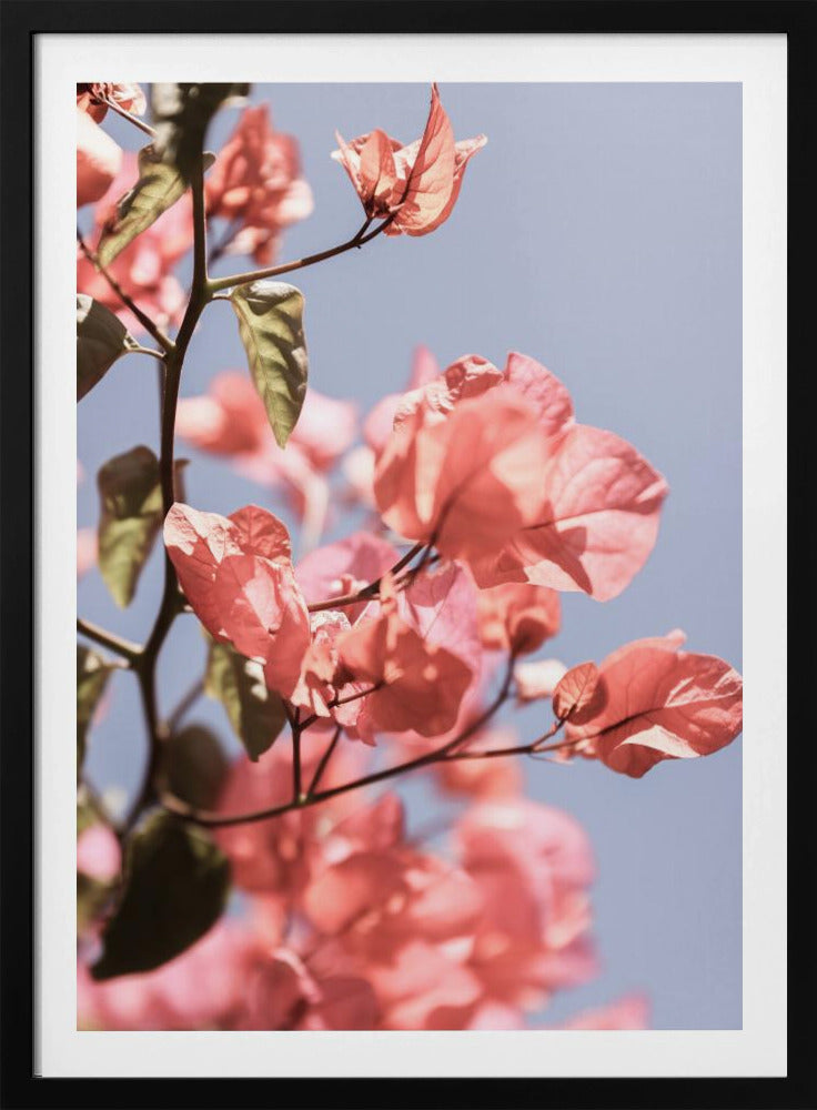 Bloesems in de bries | Poster