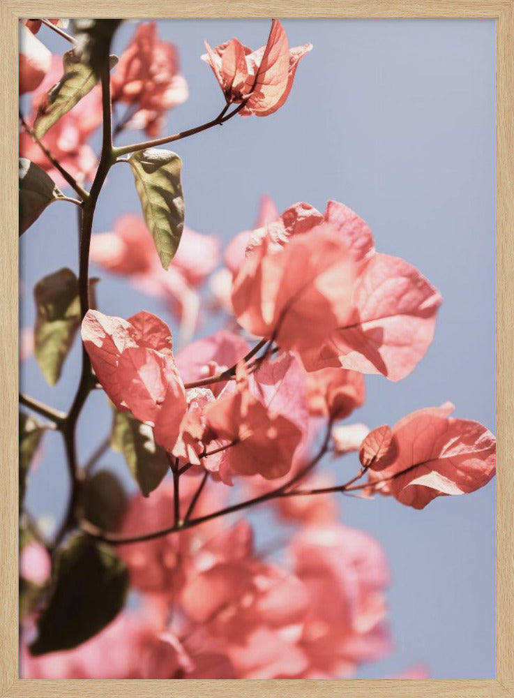 Bloesems in de bries | Poster