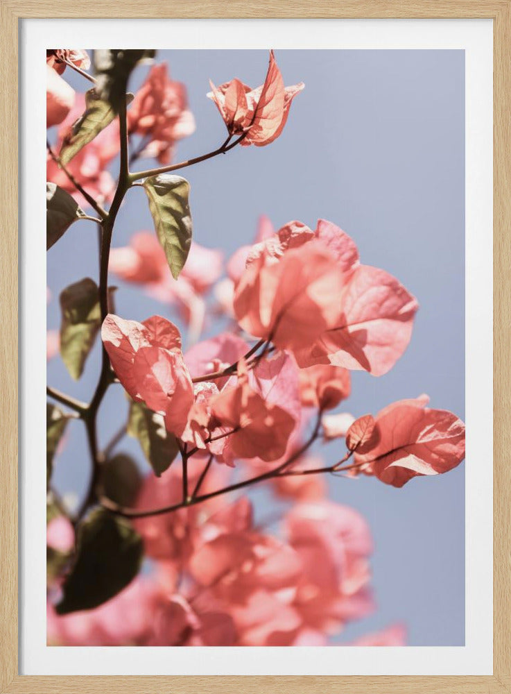Bloesems in de bries | Poster