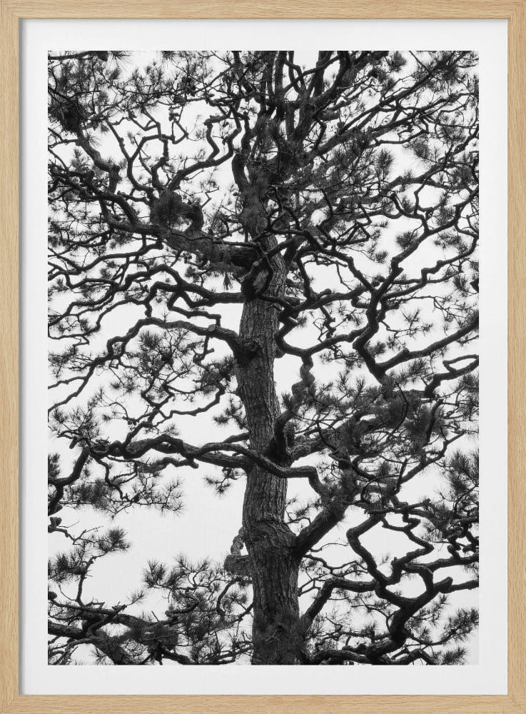 Silhouet van een draaiende boom | Poster