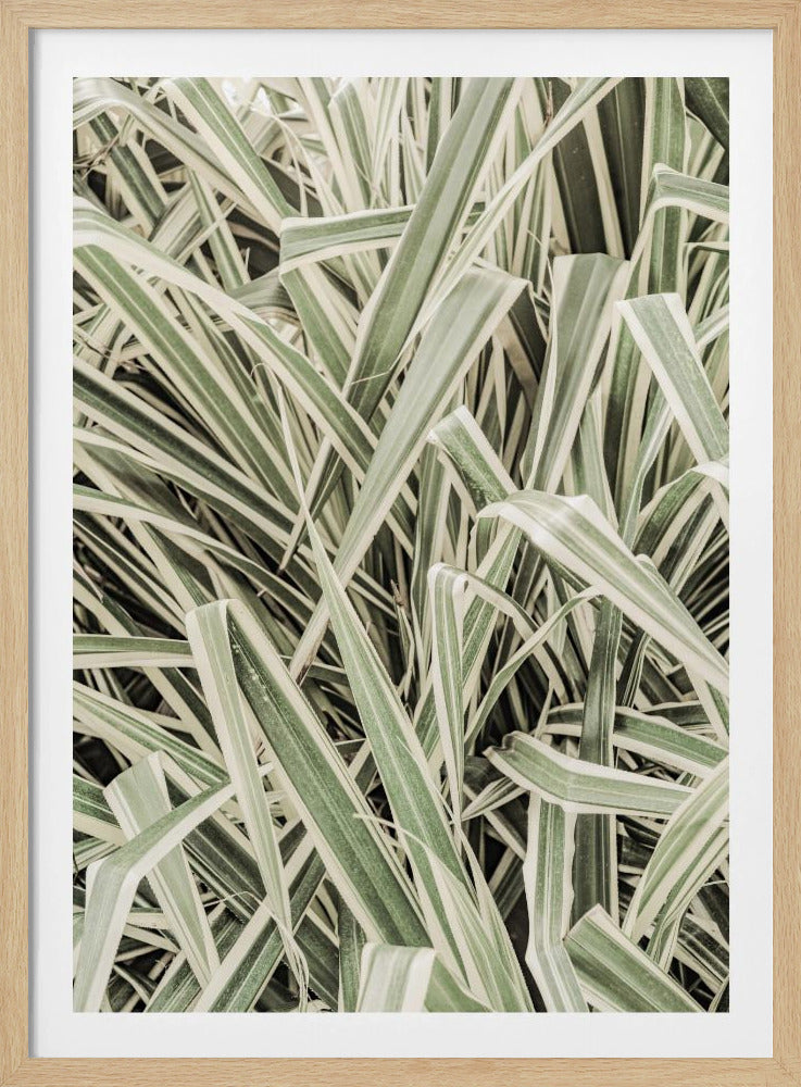 Groene Strepen | Poster