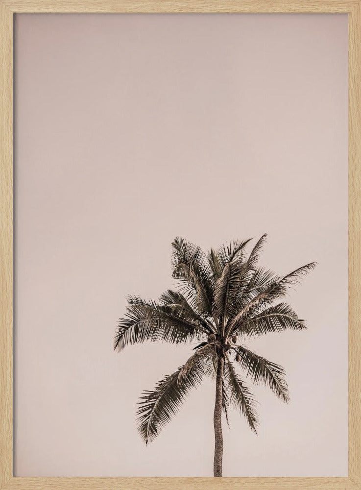 Roze Palm Serenity | Poster