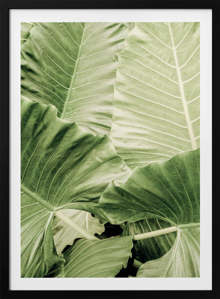 Groen gebladerte | Poster