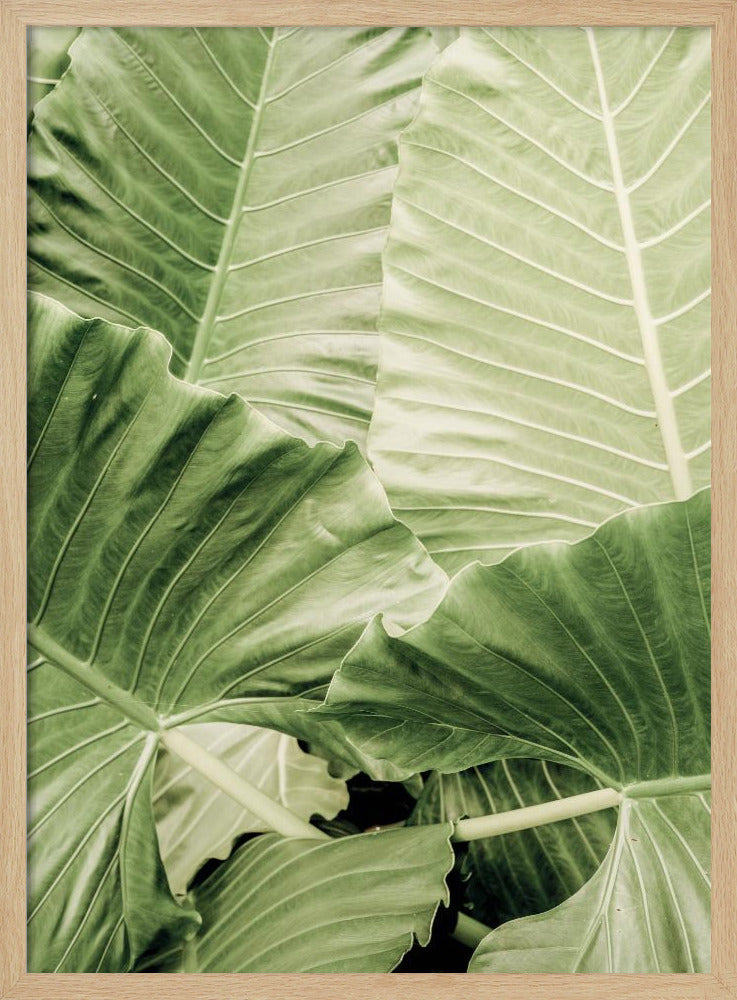 Groen gebladerte | Poster