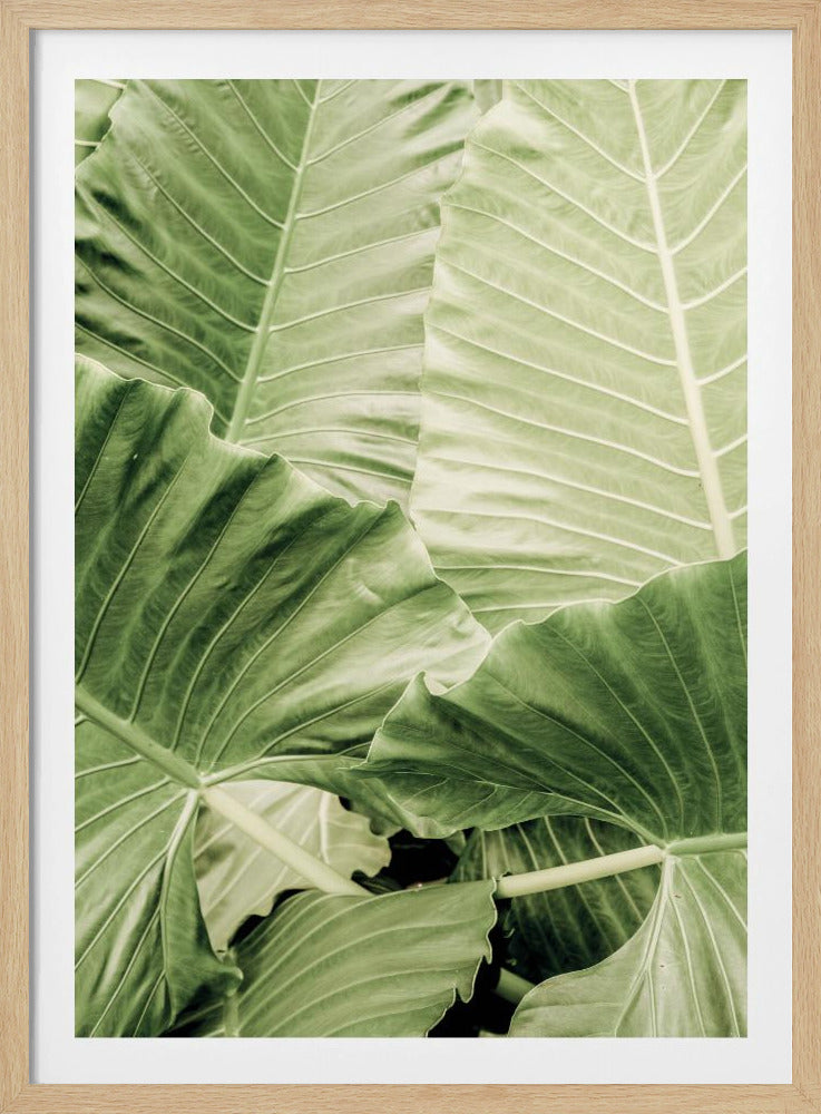 Groen gebladerte | Poster