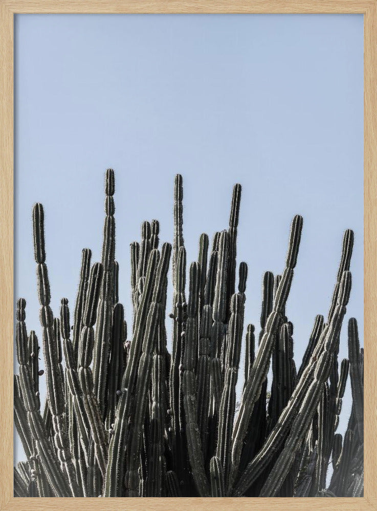 Cactus Symfonie | Poster