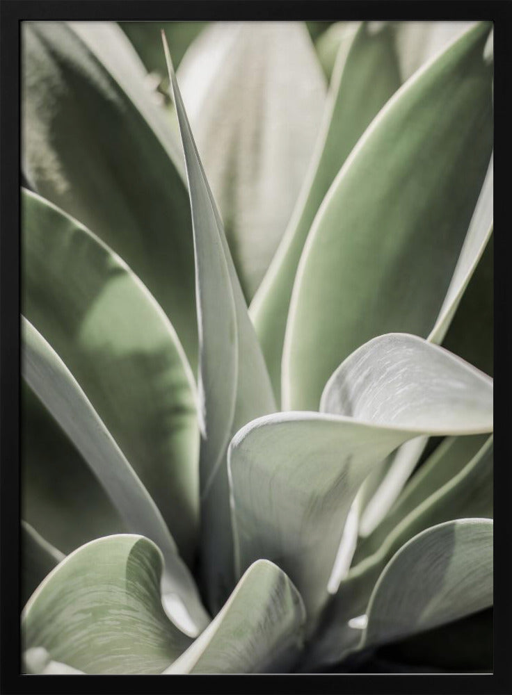 Agave Fluister | Poster