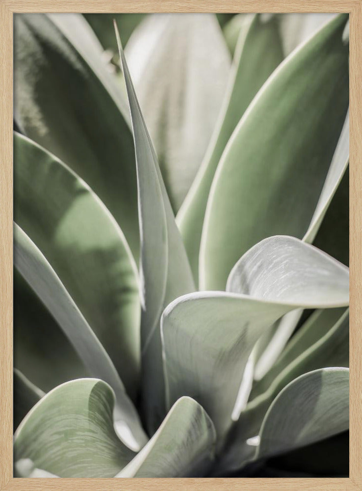 Agave Fluister | Poster
