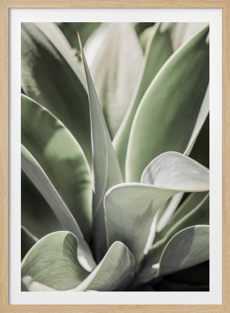 Agave Fluister | Poster